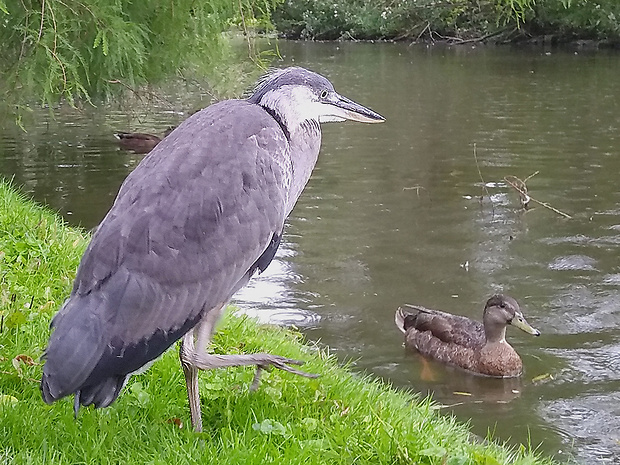 volavka popolavá Ardea cinerea