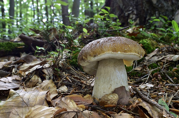 hríb smrekový Boletus edulis Bull.