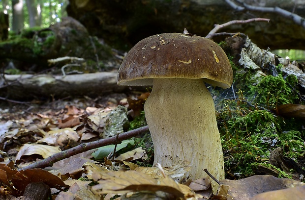 hríb dubový Boletus reticulatus Schaeff.