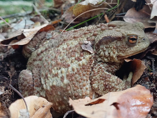 ropucha bradavičnatá Bufo bufo