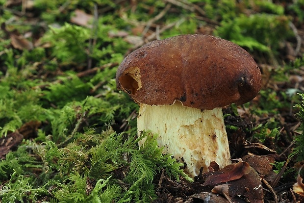 hríb príveskatý Butyriboletus appendiculatus (Schaeff. ex Fr.) Secr.