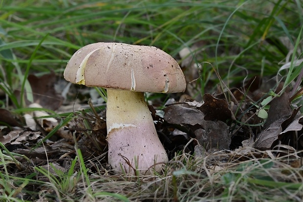 hríb nádherný Butyriboletus fuscoroseus (Smotl.) Vizzini & Gelardi