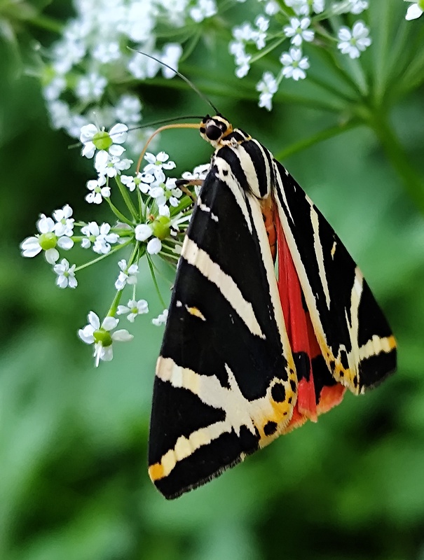 spriadač kostihojový  Callimorpha quadripunctaria