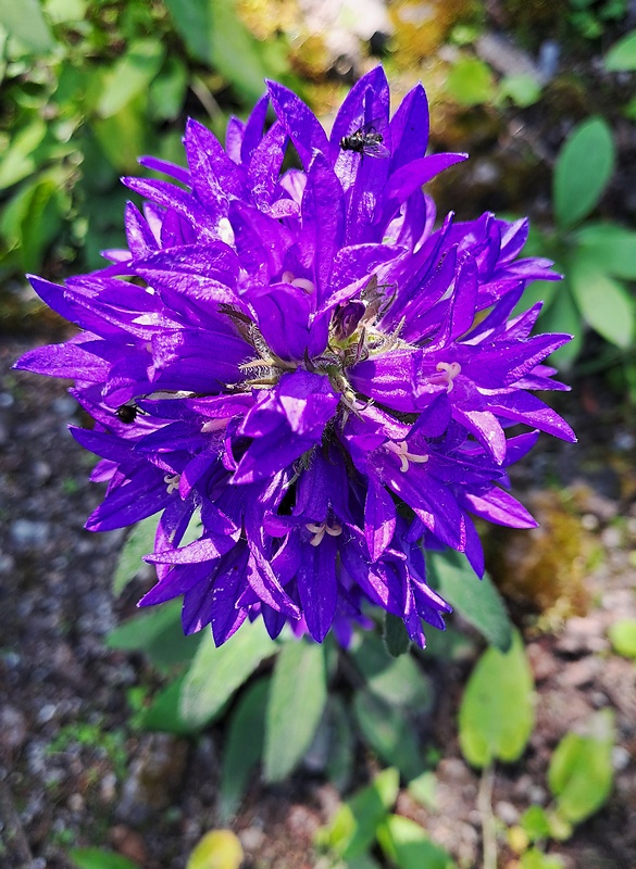 zvonček klbkatý Campanula glomerata agg. L.