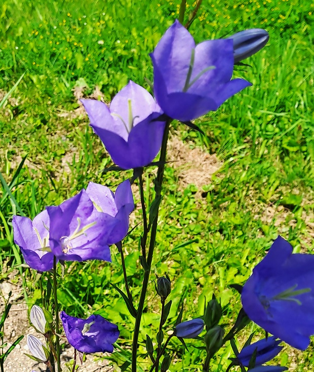 zvonček broskyňolistý Campanula persicifolia L.