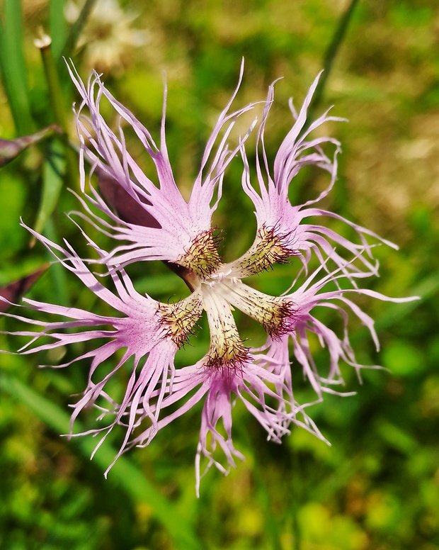 klinček pyšný pravý Dianthus superbus subsp. superbus