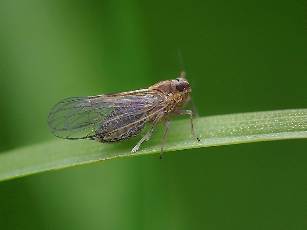 ostrôžka ucholaková Dicranotropis hamata (Boheman, 1847)