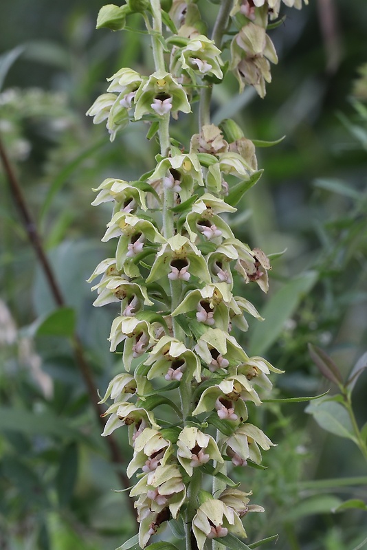 kruštík širokolistý pravý Epipactis helleborine subsp. helleborine (L.) Crantz