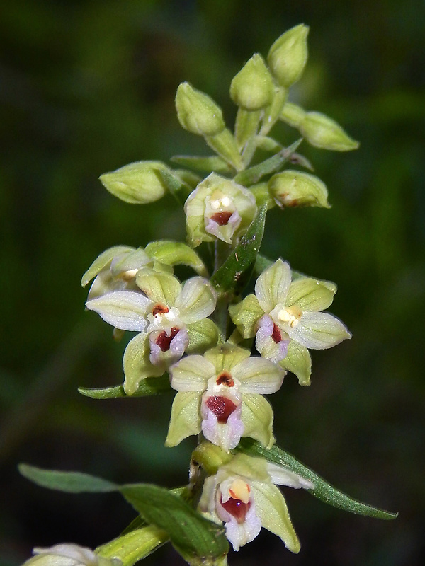 kruštík rožkatý Epipactis muelleri Godfery