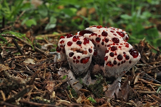 jelenkovka pálčivá Hydnellum peckii Banker