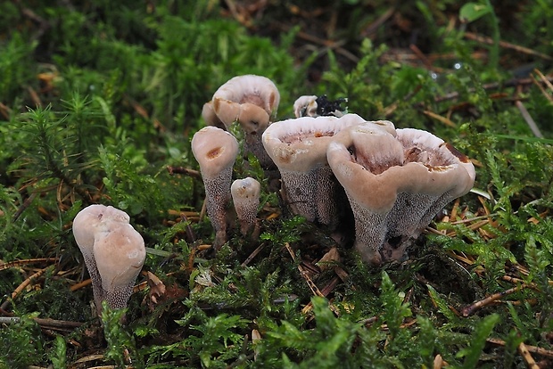 jelenkovka výrastková Hydnellum scrobiculatum (Fr.) P. Karst.