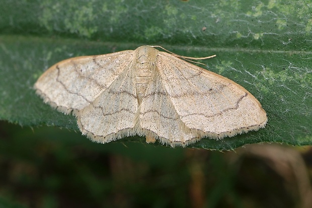 piadica prostá Idaea straminata (Borkhausen, 1794)