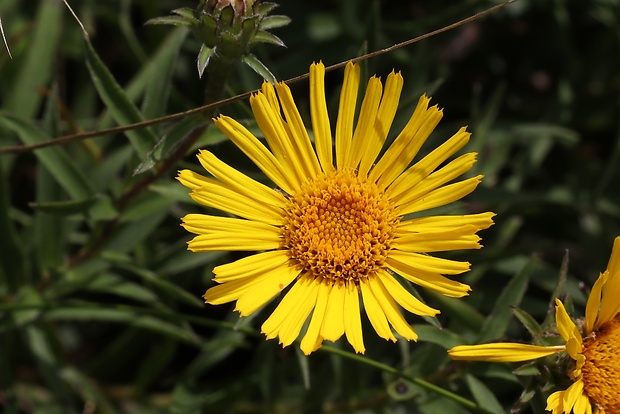 oman mečolistý Inula ensifolia L.