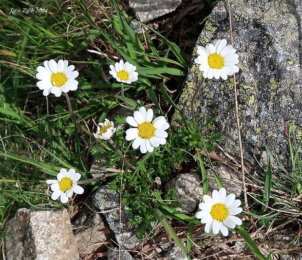 pakrálik alpínsky tatranský Leucanthemopsis alpina subsp. tatrae (Vierh.) Holub