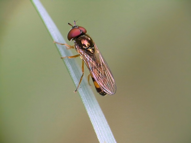 pestrica Melanostoma mellinum (Linnaeus, 1758)