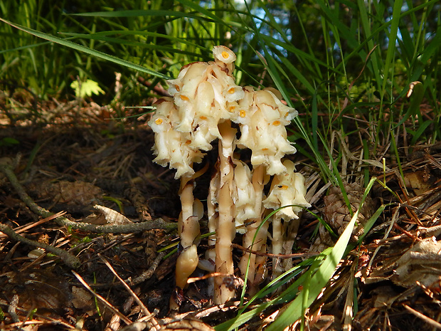 hniliak smrekový Monotropa hypopitys L.