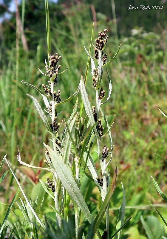 plesnivček lesný Omalotheca sylvatica (L.) Sch. Bip. et F. W. Schultz