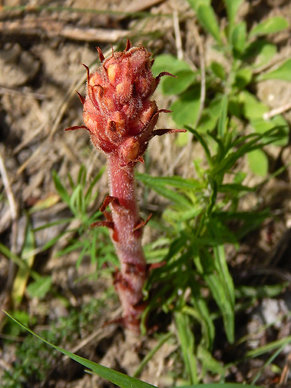 záraza červenkastá Orobanche kochii F. W. Schultz