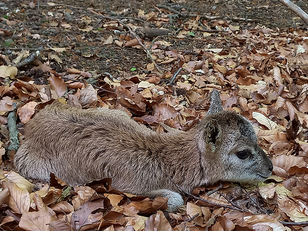 muflón lesný Ovis aries musimon