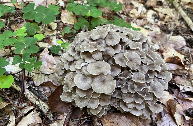 trúdnik klobúčkatý Polyporus umbellatus (Pers.) Fr.