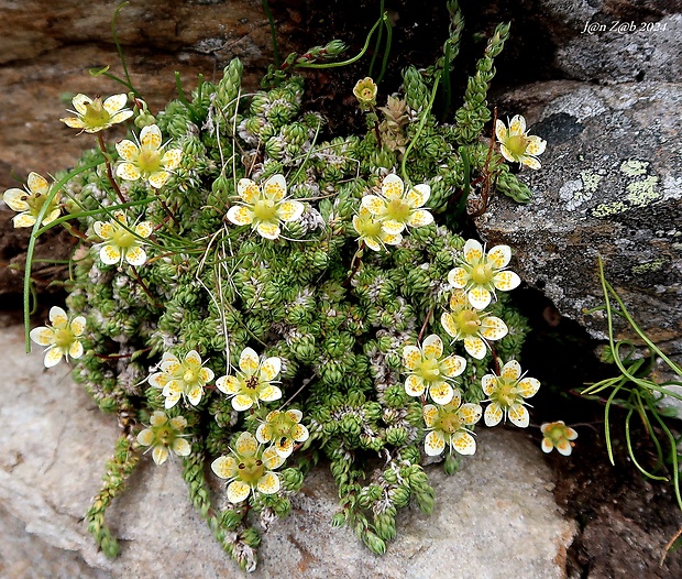 lomikameň machovitý Saxifraga bryoides L.