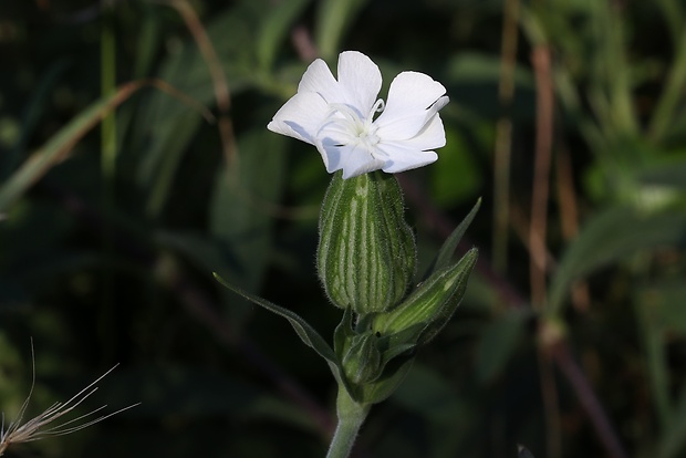 silenka biela pravá Silene latifolia subsp. alba (Mill.) Greuter et Burdet