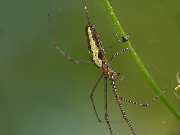 čeľustnatka trstinová Tetragnatha extensa (Linnaeus, 1758)