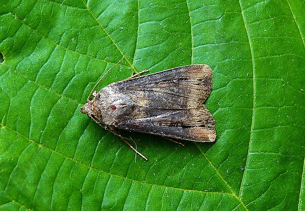 siatica ypsilonová Agrotis ipsilon