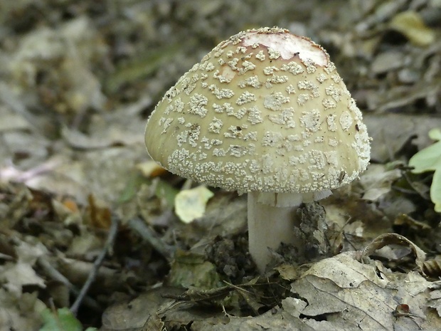 muchotrávka červenkastá Amanita rubescens Pers.