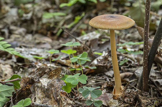 muchotrávka Amanita sp.