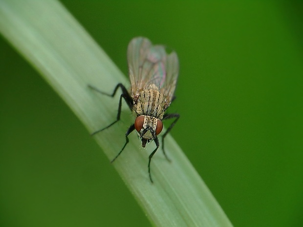 kvetárka Anthomyia monilis  (Meigen, 1826)