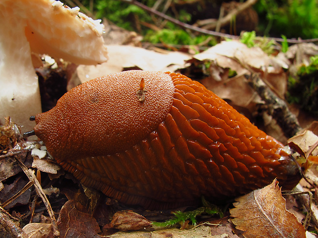 slizovec hrdzavý Arion rufus (Linnaeus, 1758)