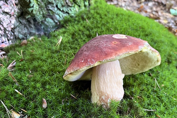 hríb sosnový Boletus pinophilus Pil. et Dermek in Pil.