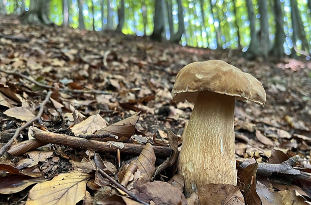 hríb dubový Boletus reticulatus Schaeff.