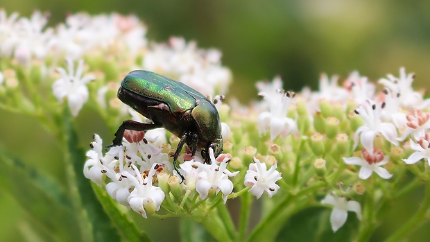 zlatoň obyčajný  Cetonia aurata (Linnaeus) 1758