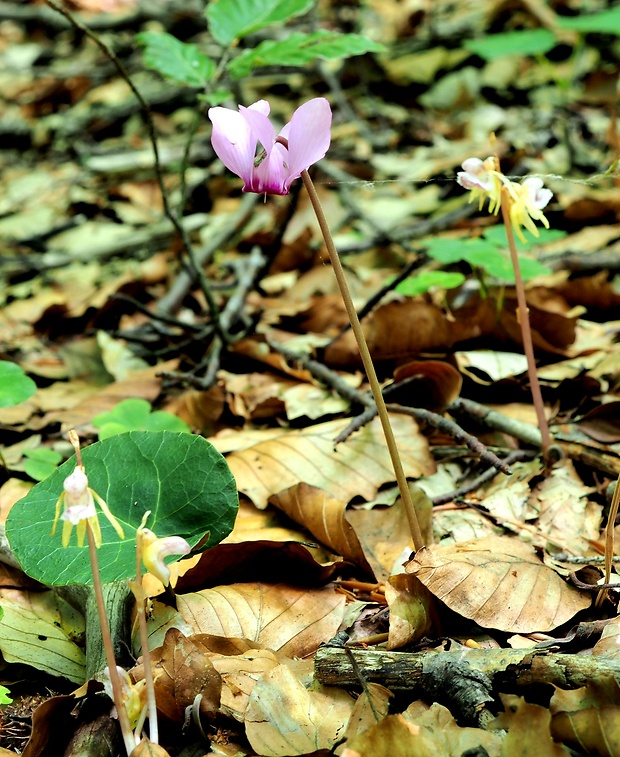 cyklámen fatranský Cyclamen fatrense Halda et Soják