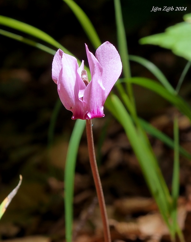 cyklámen fatranský Cyclamen fatrense Halda et Soják