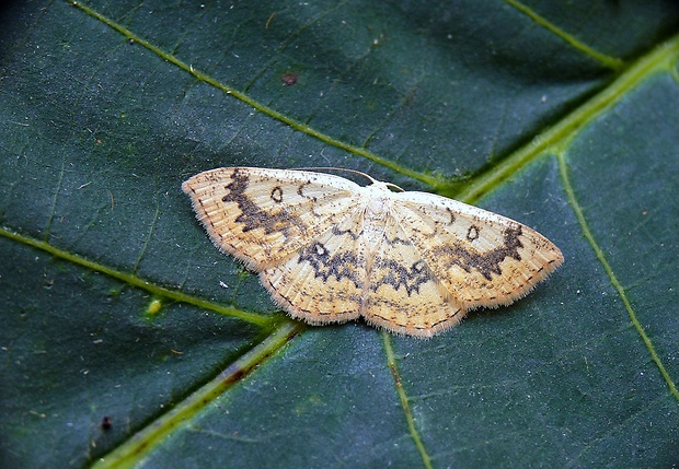 piadica javorová Cyclophora annularia