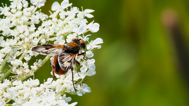 kuklica plochá Ectophasia crassipennis  (Fabricius, 1794)