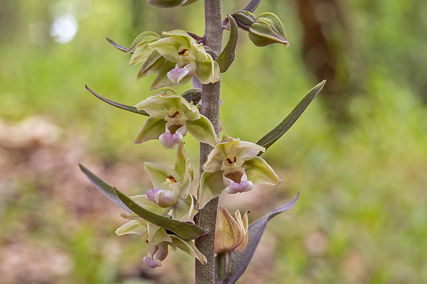 kruštík modrofialový Epipactis purpurata Sm.