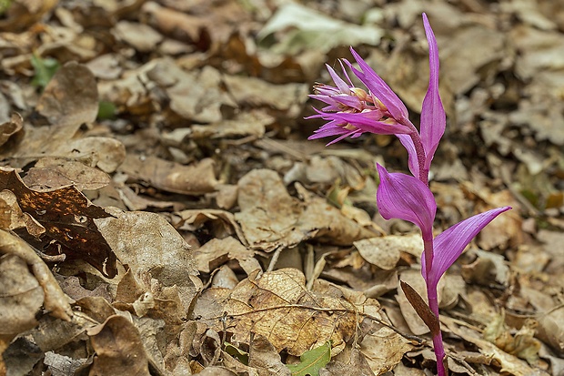 kruštík modrofialový (f. rosea) Epipactis purpurata Sm.