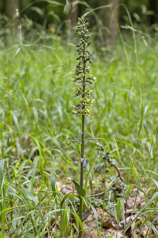 kruštík Epipactis sp.