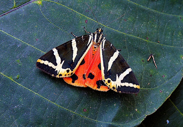 spriadač kostihojový Euplagia quadripunctaria