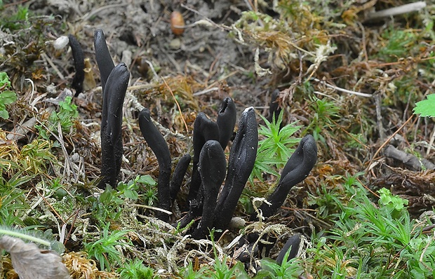 jazýček Geoglossum atropurpureum (Batsch) Pers.