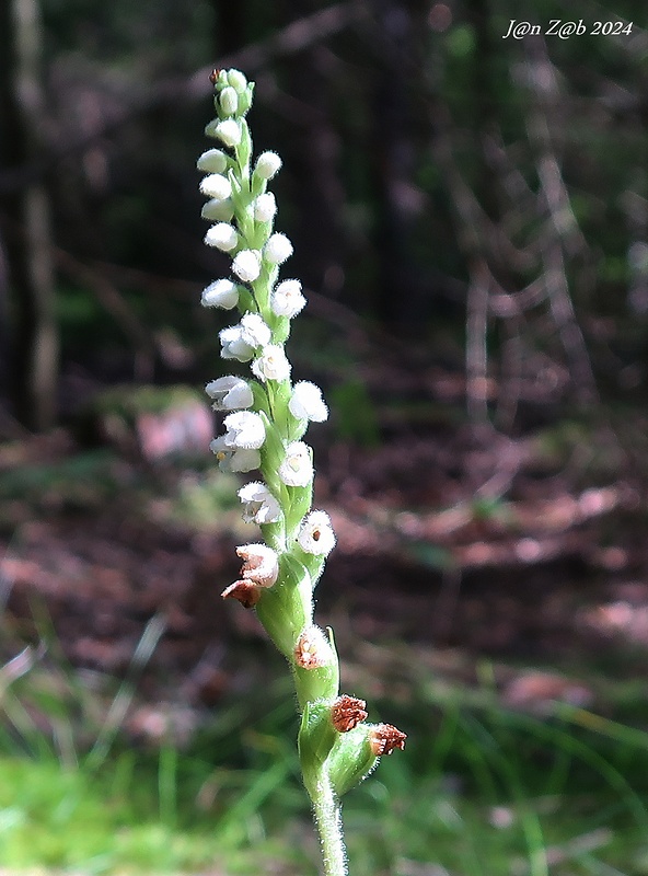 smrečinovec plazivý Goodyera repens (L.) R. Br.