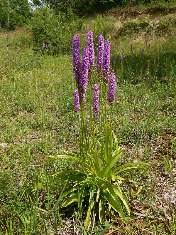 päťprstnica hustokvetá Gymnadenia densiflora (Wahlenb.) A. Dietr.