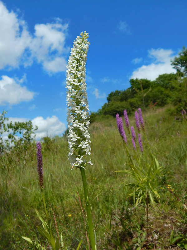 päťprstnica hustokvetá Gymnadenia densiflora (Wahlenb.) A. Dietr.