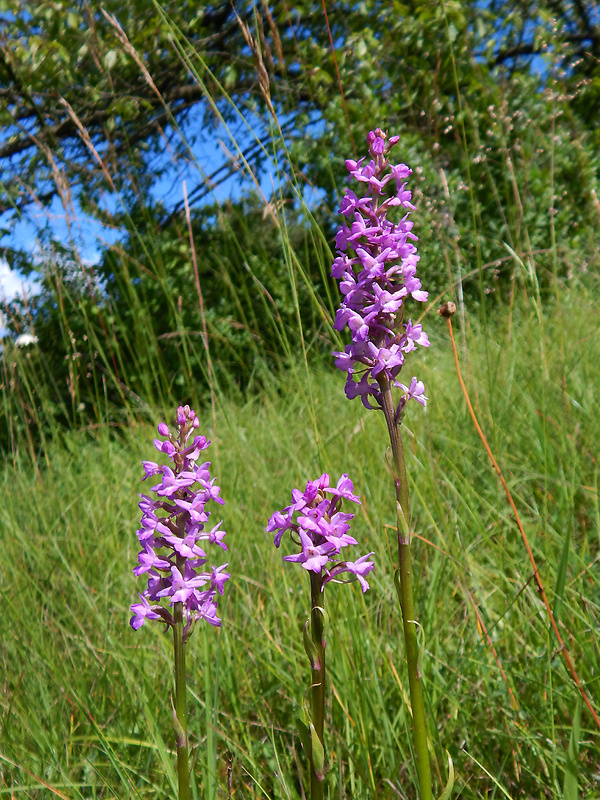 päťprstnica hustokvetá Gymnadenia densiflora (Wahlenb.) A. Dietr.