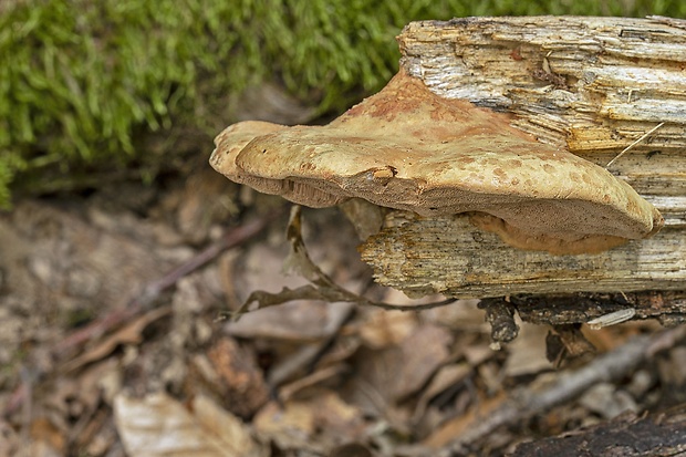 hlinovec červenkastý Hapalopilus cf. rutilans (Pers.) Murrill