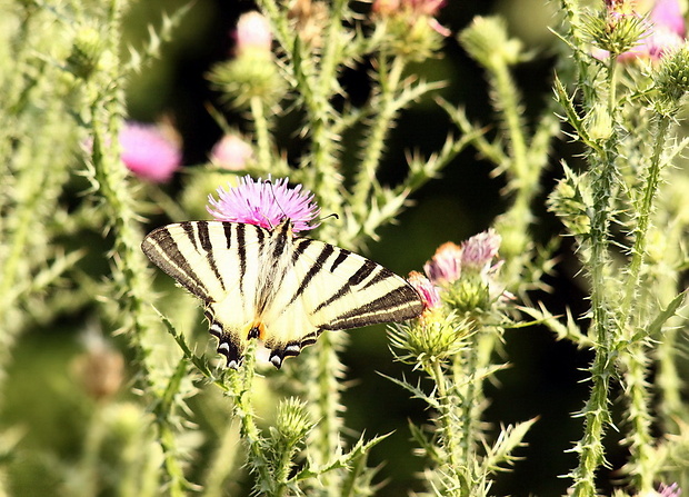 vidlochvost ovocný Iphiclides podalirius